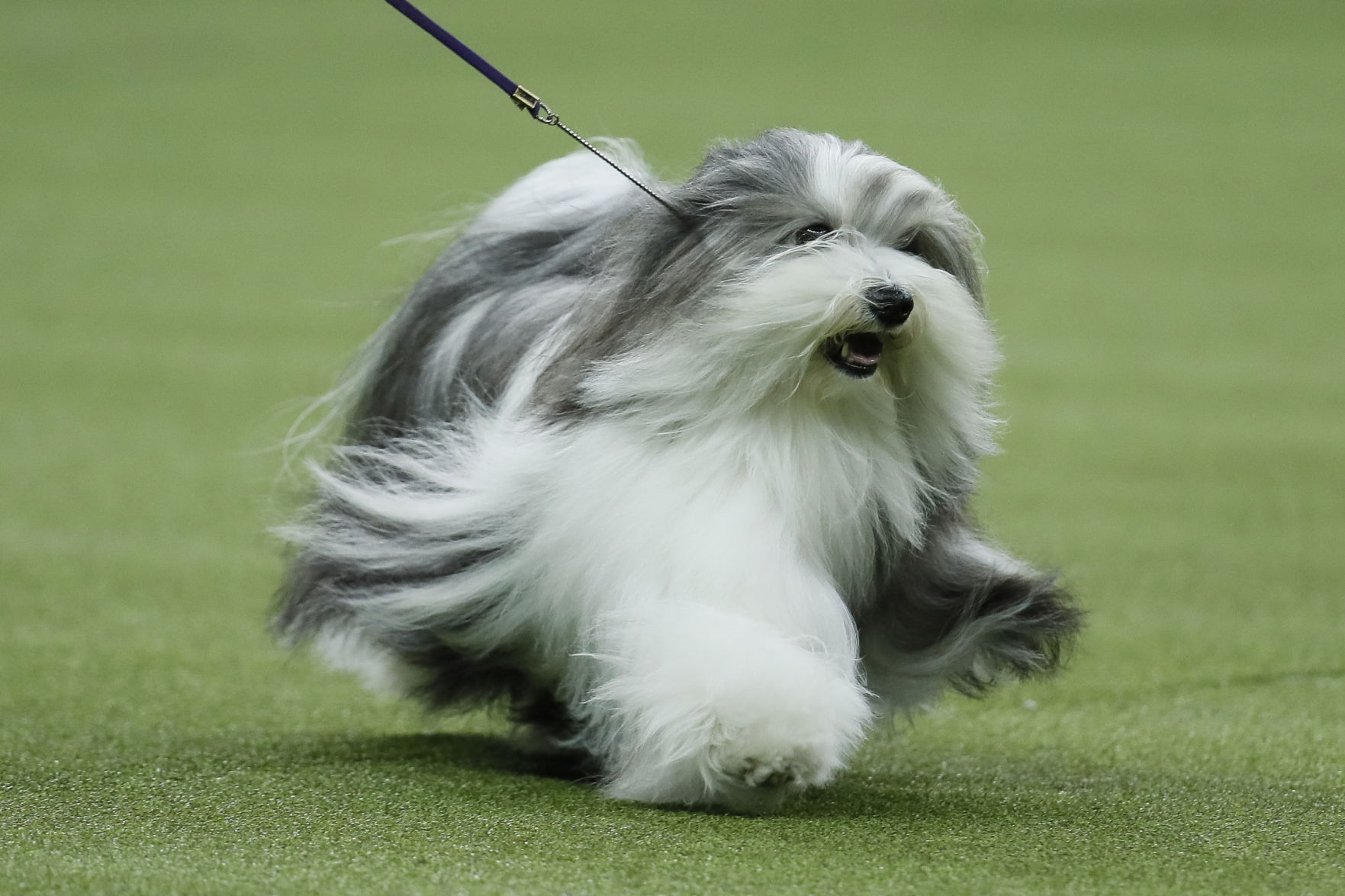 22. Havanese